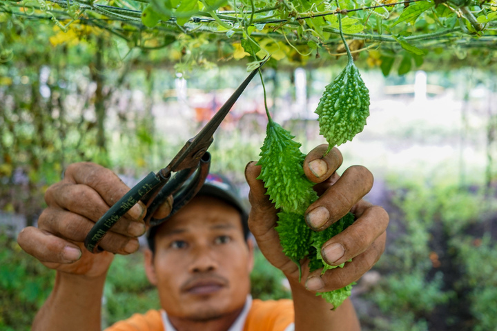 forest bitter melon the taste of bitter melon