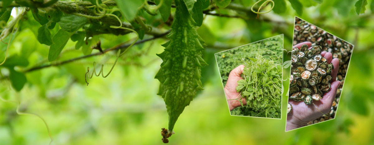 L'agriculture est verte, propre et sûre