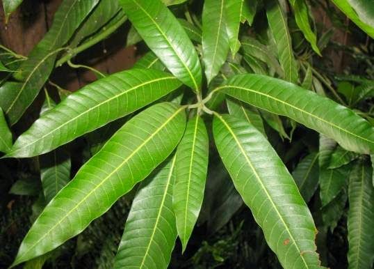 mango leaf and Mudaru forest bitter melon