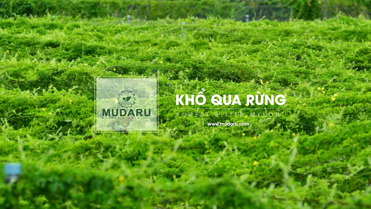 Điều trị bệnh mỡ máu bằng mướp đắng (khổ qua) theo Đông y