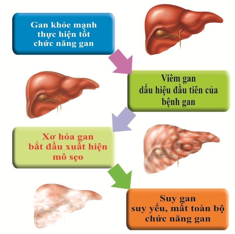 Khổ qua  - Vị thuốc mát gan