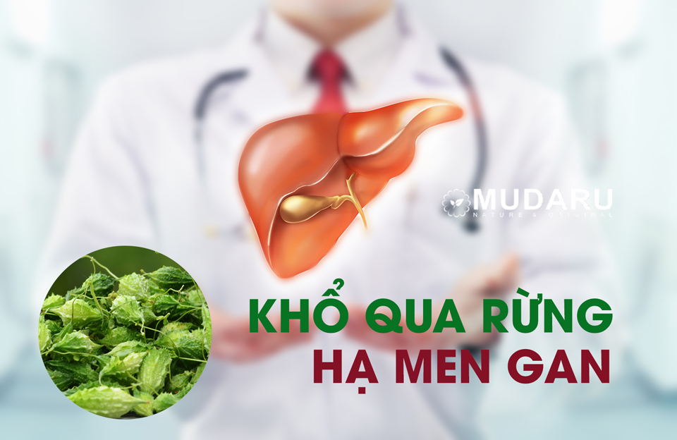 Khổ qua rừng làm giảm nồng độ men gan