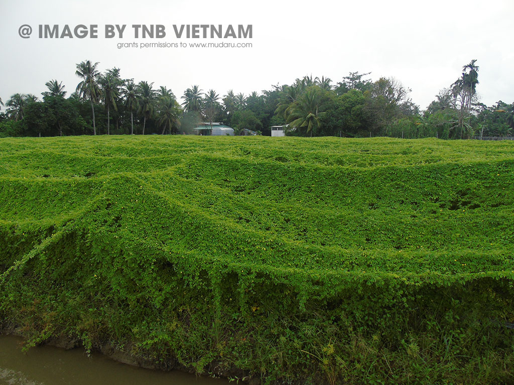 vung nguyen lieu kho qua rung mudaru