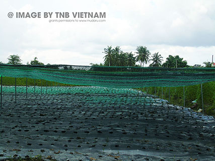 Vùng nguyên liệu