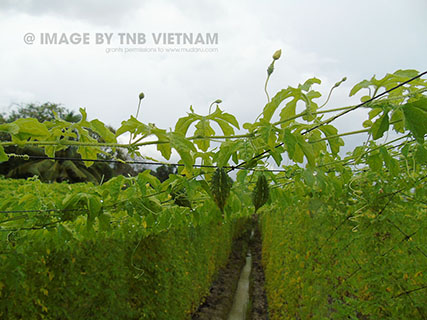 Vùng nguyên liệu