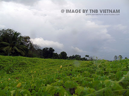 Vùng nguyên liệu