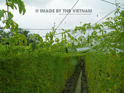 Vùng nguyên liệu