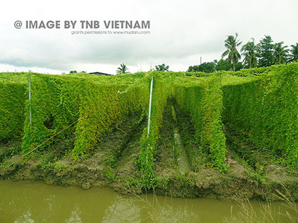 Vùng nguyên liệu