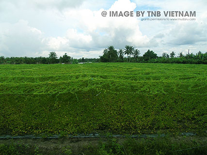 Vùng nguyên liệu