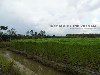 Vùng nguyên liệu