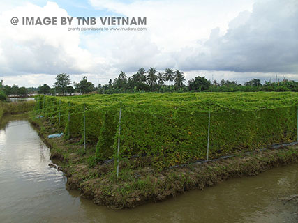 Vùng nguyên liệu