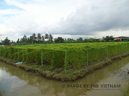 Vùng nguyên liệu