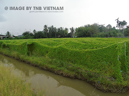 Vùng nguyên liệu