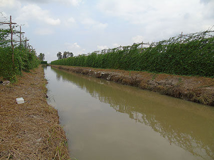 Vùng nguyên liệu