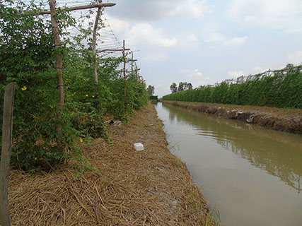 Vùng nguyên liệu