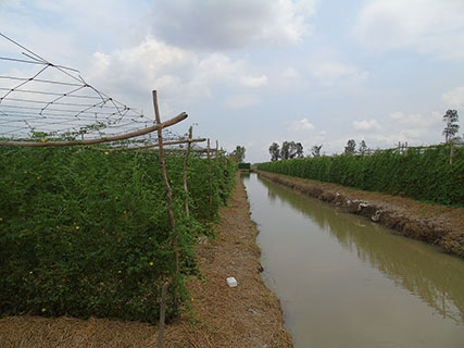 Vùng nguyên liệu