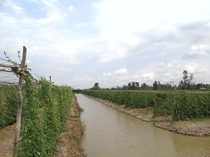 Vùng nguyên liệu