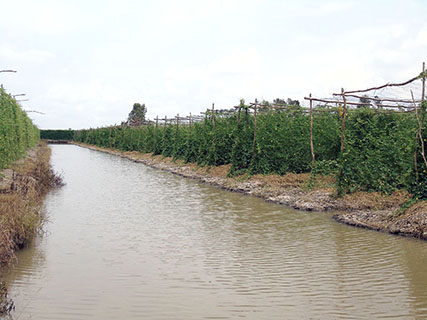 Vùng nguyên liệu