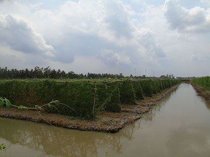 Vùng nguyên liệu