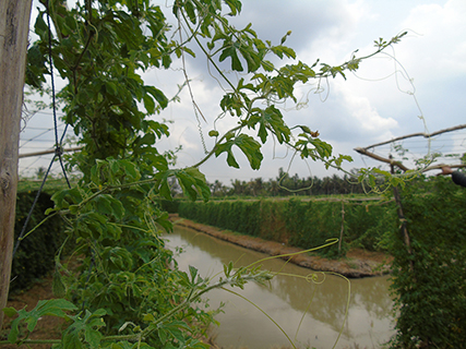 Vùng nguyên liệu