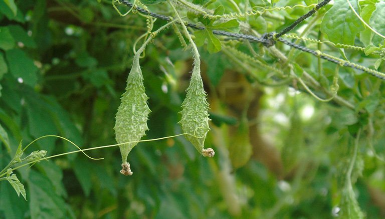 Bất ngờ với khả năng kháng virus của Khổ Qua Rừng